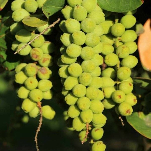 Coccoloba uvifera Froito