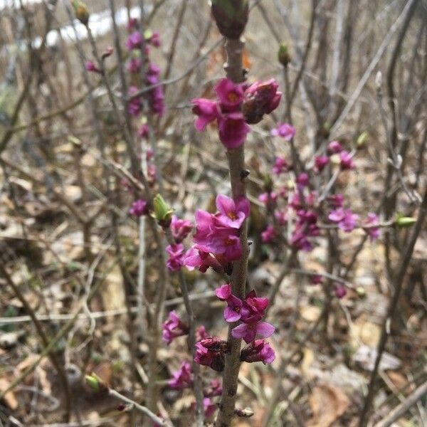 Daphne mezereum Flower