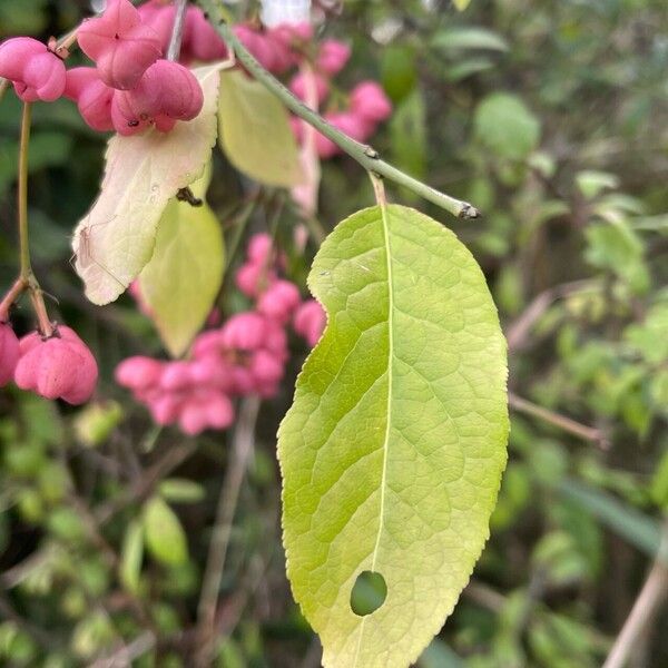 Euonymus europaeus Folio