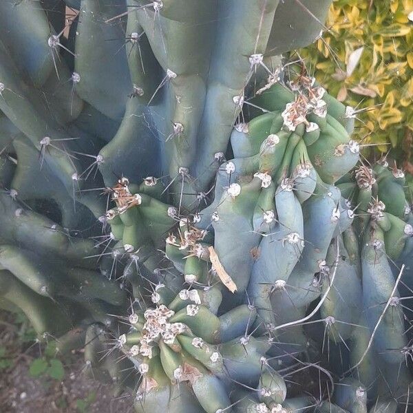 Cereus hildmannianus Λουλούδι