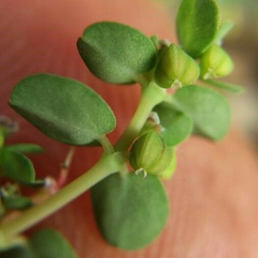 Euphorbia serpens Fruit