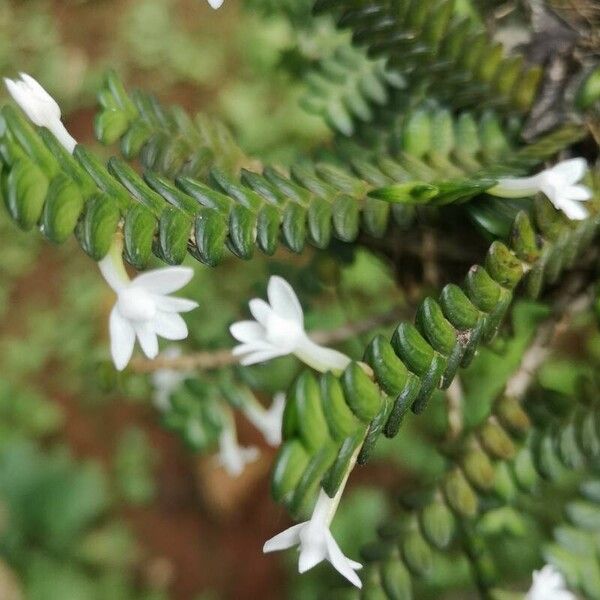 Angraecum distichum Flower