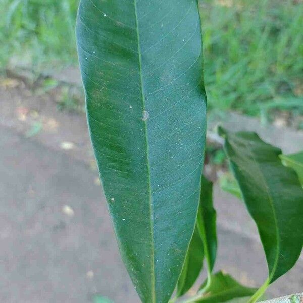 Chrysophyllum gonocarpum Leaf