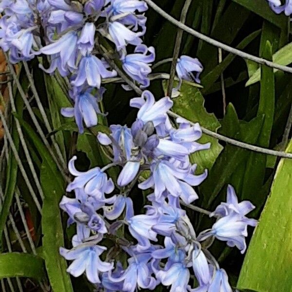 Hyacinthoides × massartiana Flor