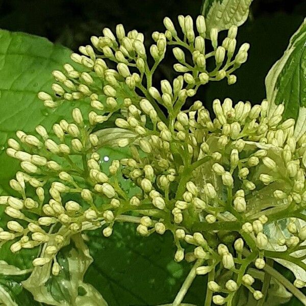 Cornus alba Flor