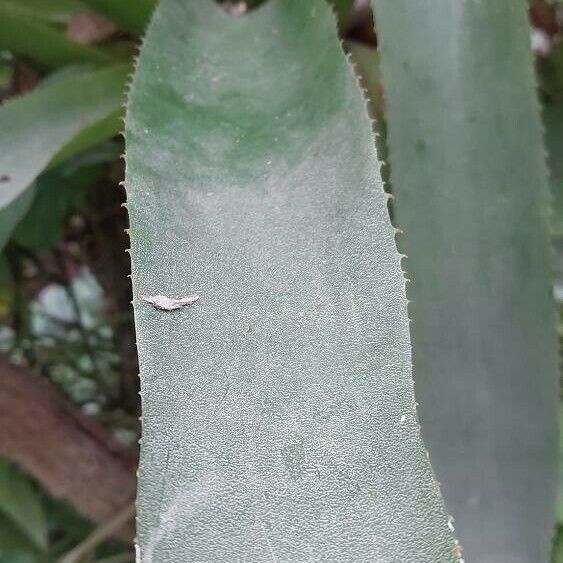 Aechmea serrata Feuille