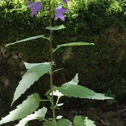 Campanula trachelium Staniste