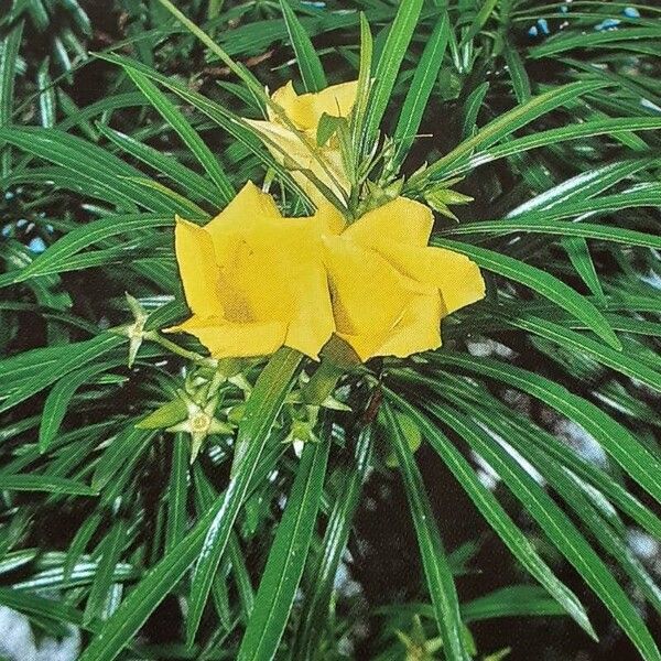 Cascabela thevetia Flower