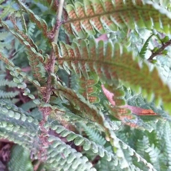 Dryopteris wallichiana পাতা