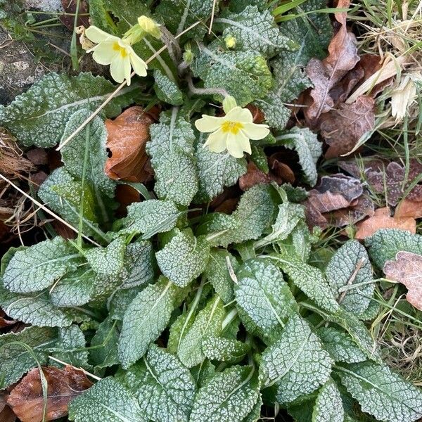 Primula vulgaris 整株植物