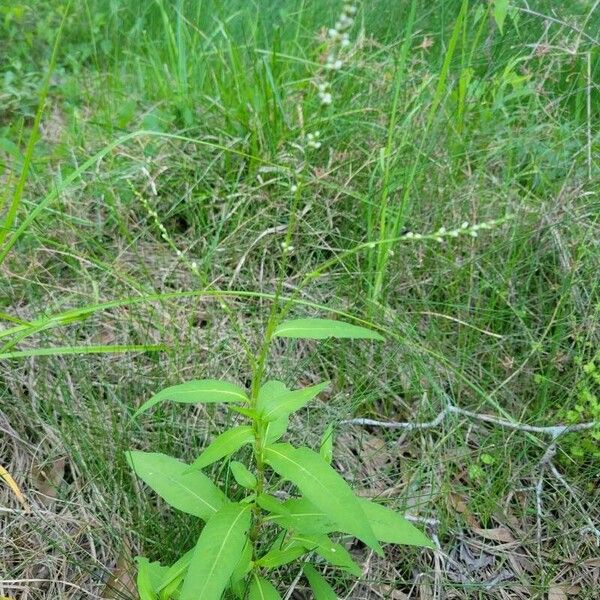 Persicaria punctata Fuelha