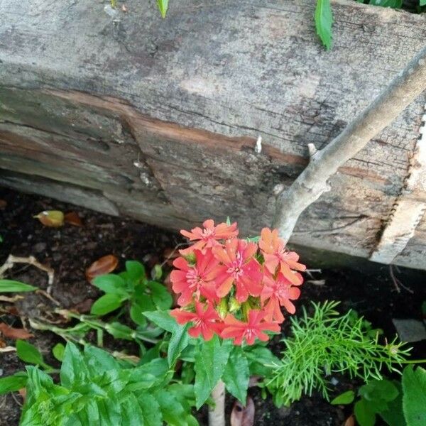 Silene chalcedonica Flower