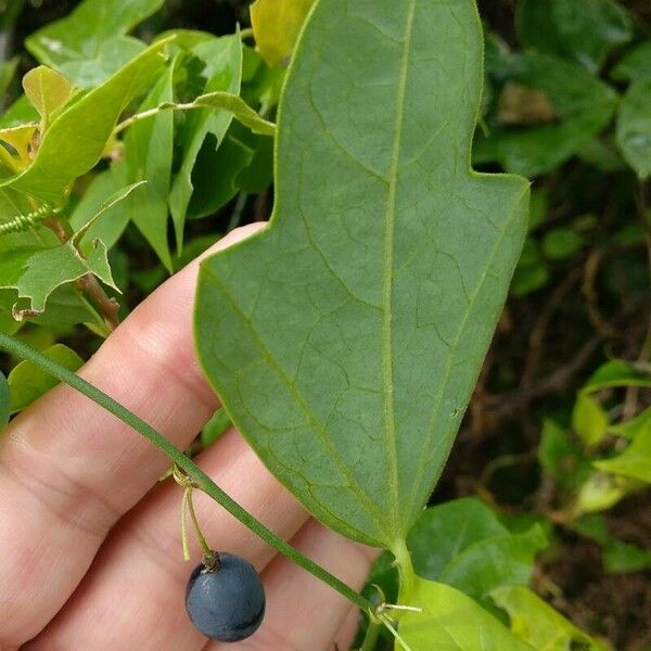 Passiflora suberosa Frukto