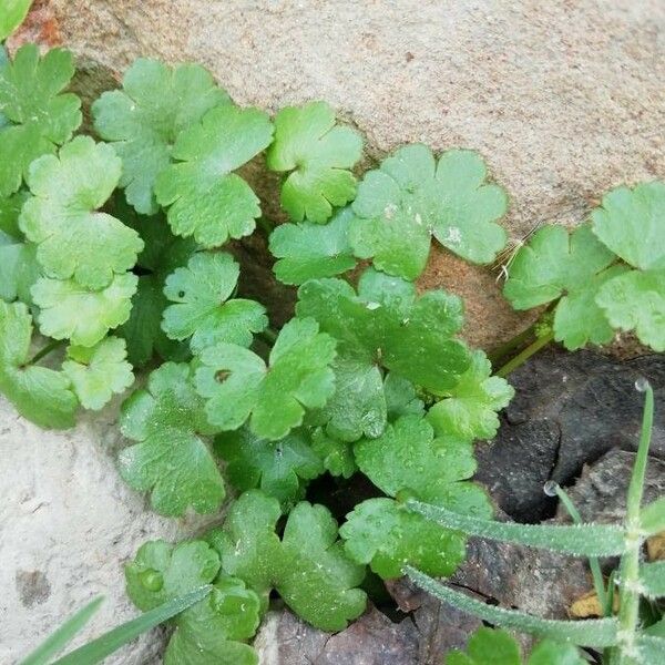 Hydrocotyle sibthorpioides পাতা