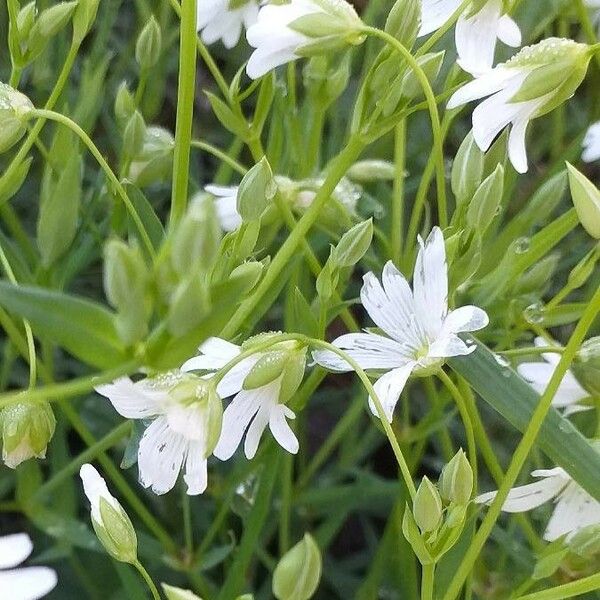 Rabelera holostea Flower