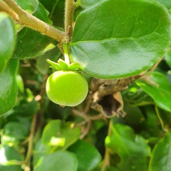 Dovyalis abyssinica Fruit