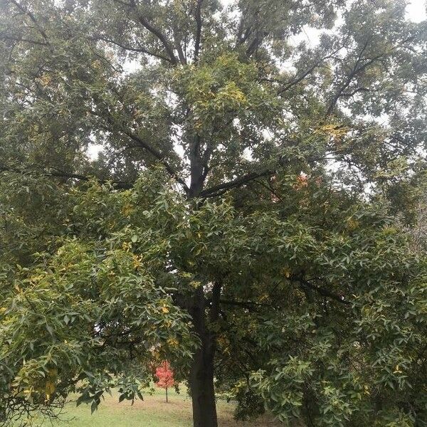 Carya glabra Pokrój