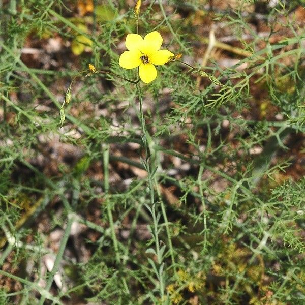 Linum maritimum Yaprak