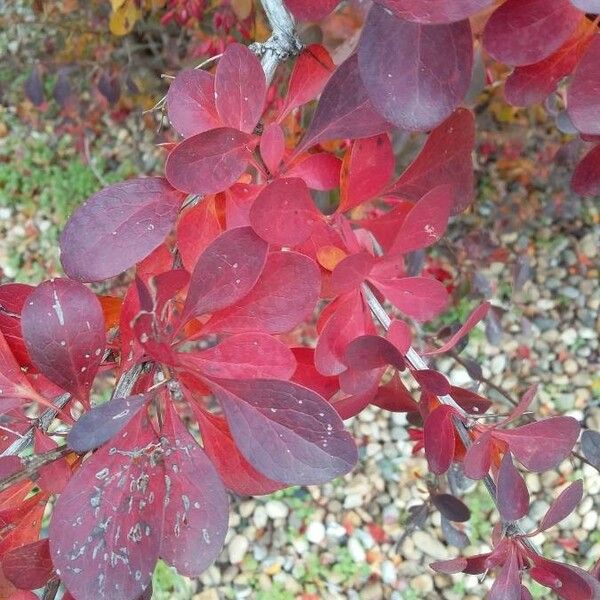 Berberis thunbergii برگ