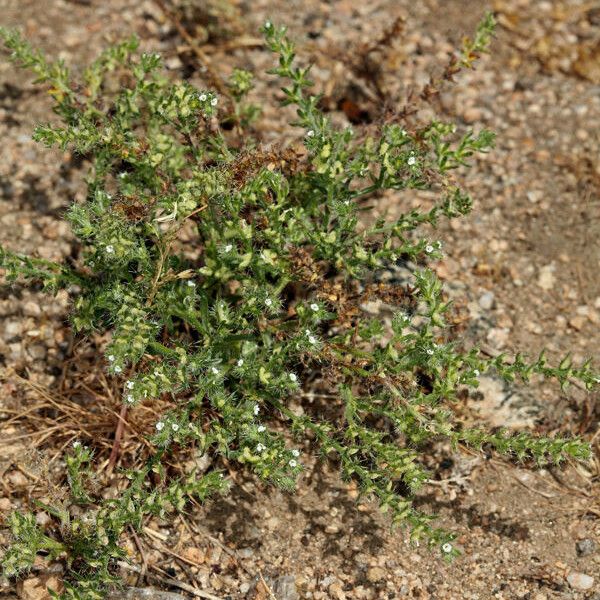 Pectocarya setosa Habit