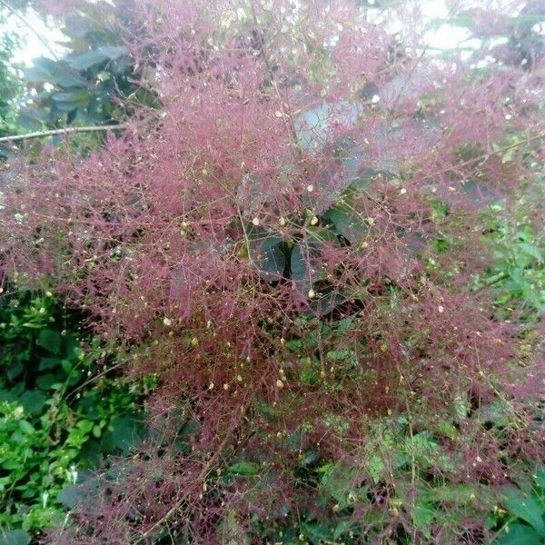 Cotinus coggygria Blüte