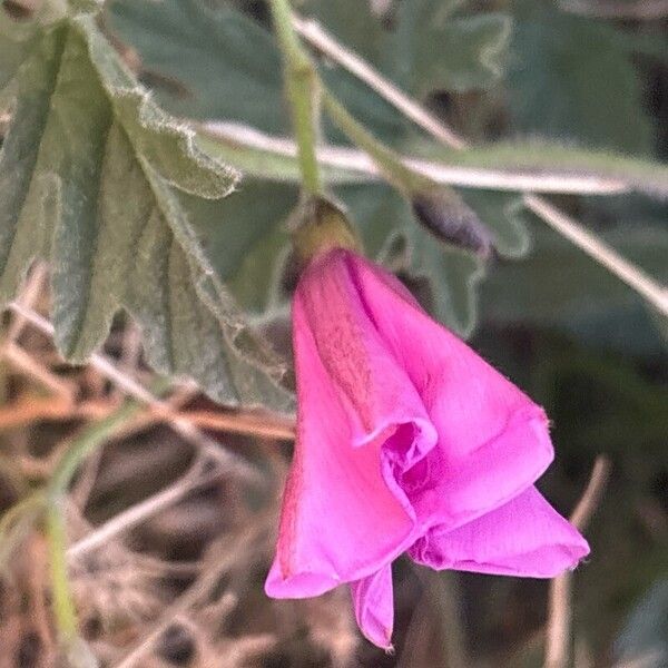 Convolvulus althaeoides फूल