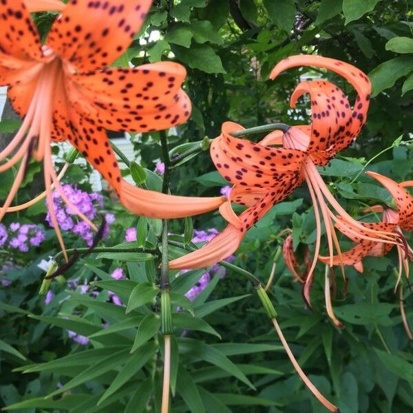 Lilium michiganense Flower