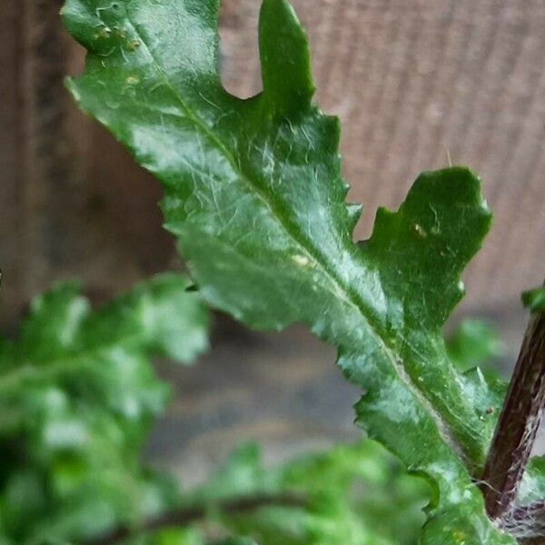 Senecio vulgaris Leaf