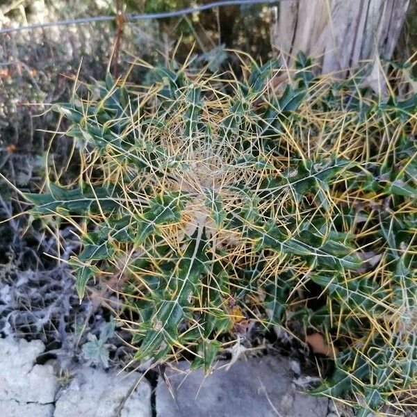 Ptilostemon casabonae Hoja