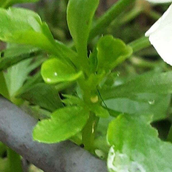 Viola crassiuscula Leaf