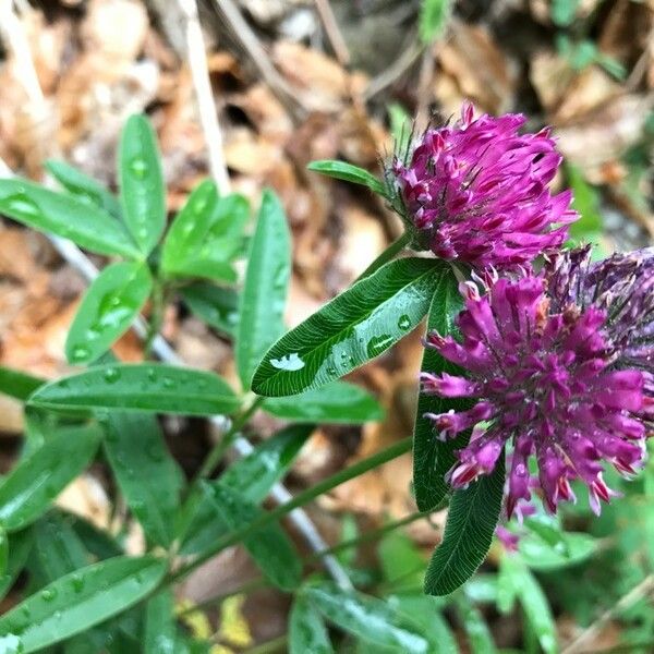 Trifolium alpestre Çiçek