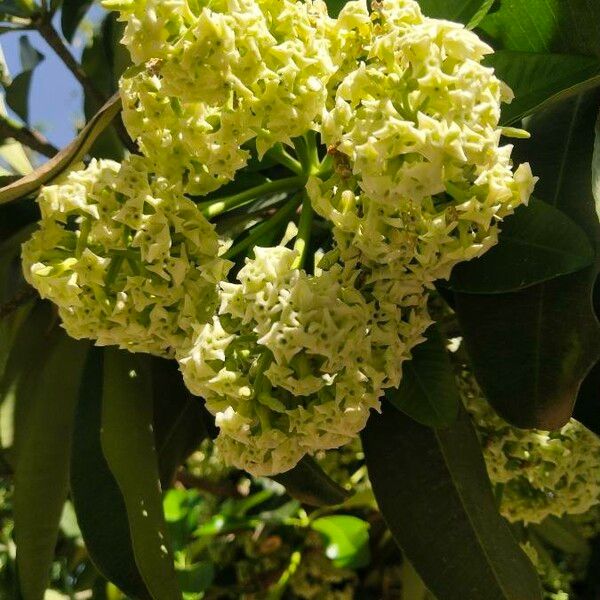 Alstonia scholaris Virág