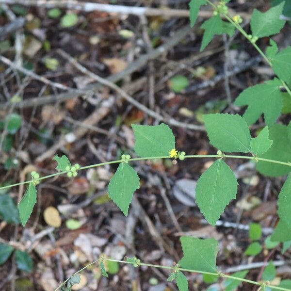 Triumfetta rhomboidea Blatt