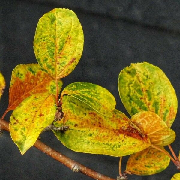 Toxicodendron radicans Folha