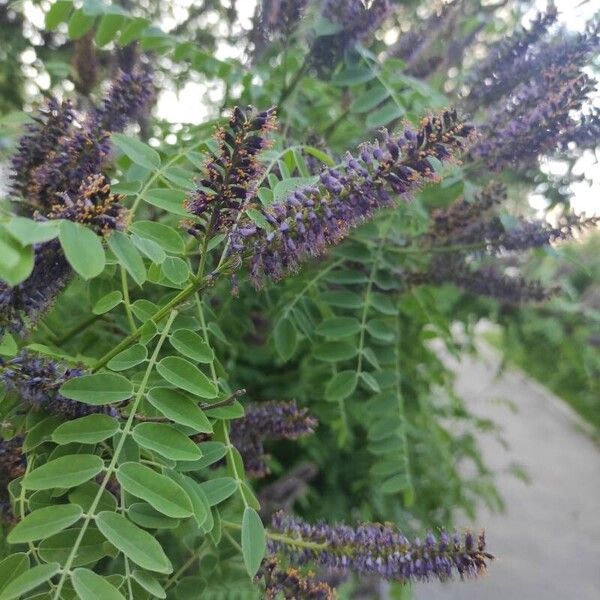 Amorpha fruticosa Blomst