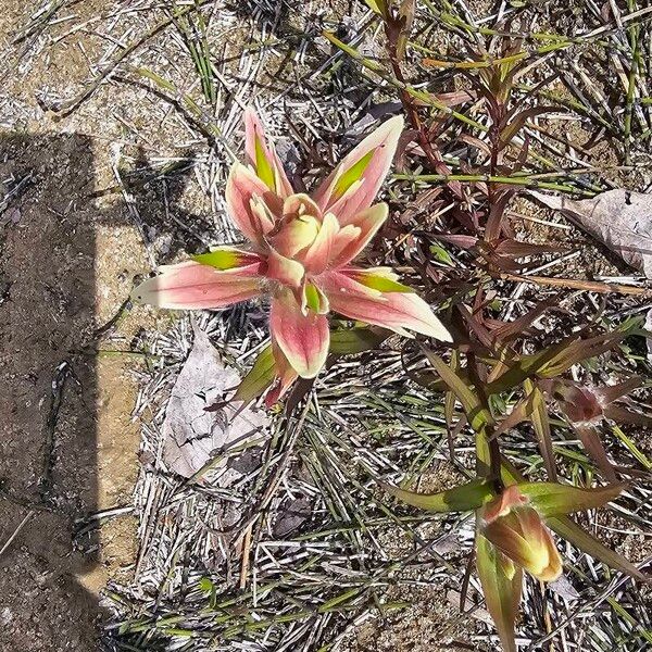 Castilleja occidentalis Žiedas