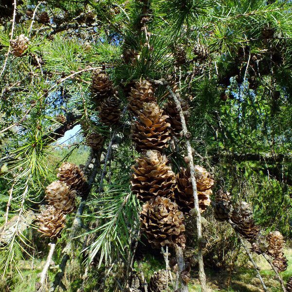 Larix kaempferi Frugt