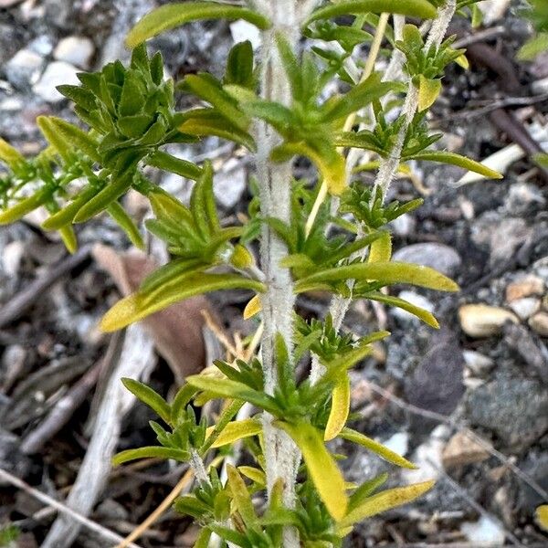 Thymbra capitata Fuelha