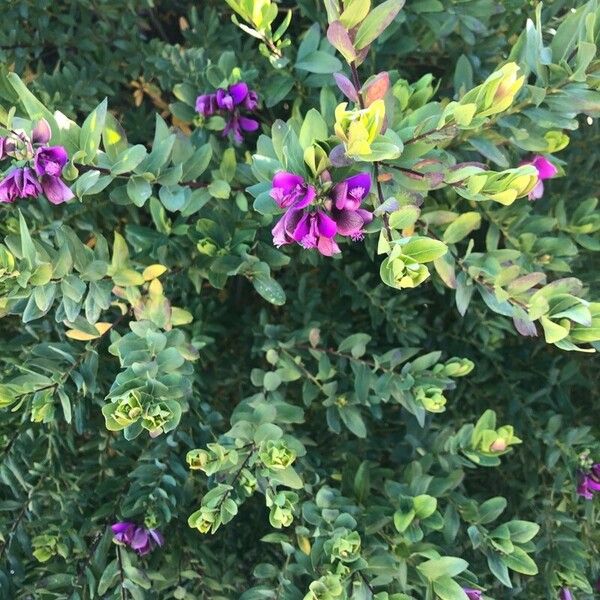 Polygala myrtifolia Folio