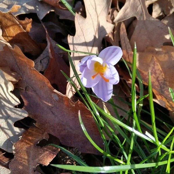 Crocus biflorus Flower