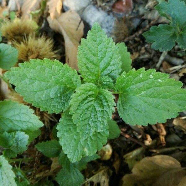 Melissa officinalis Лист