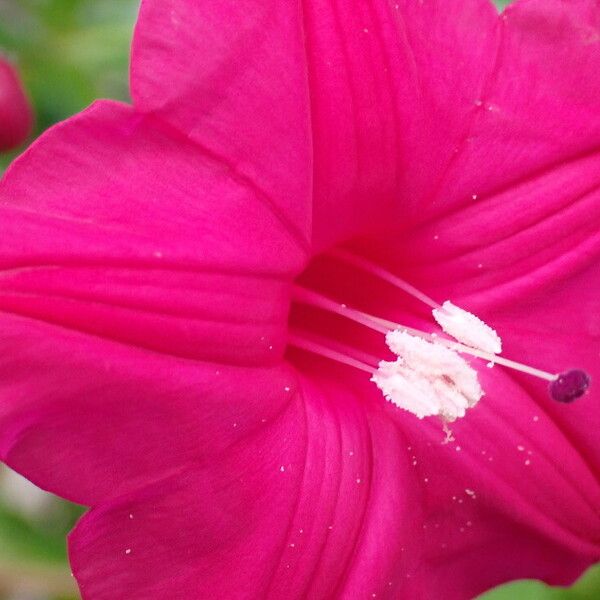 Ipomoea horsfalliae Çiçek