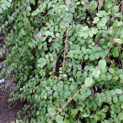 Symphoricarpos orbiculatus Συνήθη χαρακτηριστικά