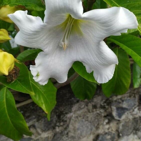 Beaumontia grandiflora Flower