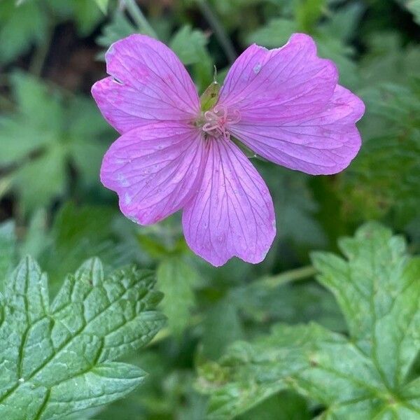 Geranium endressii Blomst