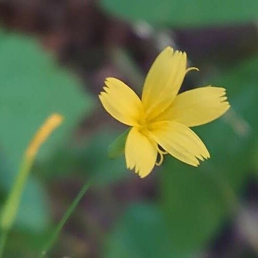 Lactuca muralis 花