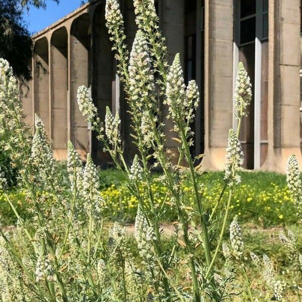 Reseda alba Blad