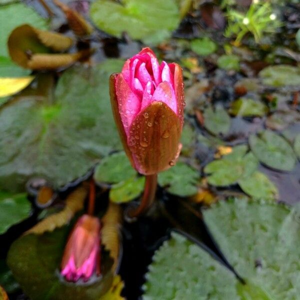 Nymphaea candida Flors