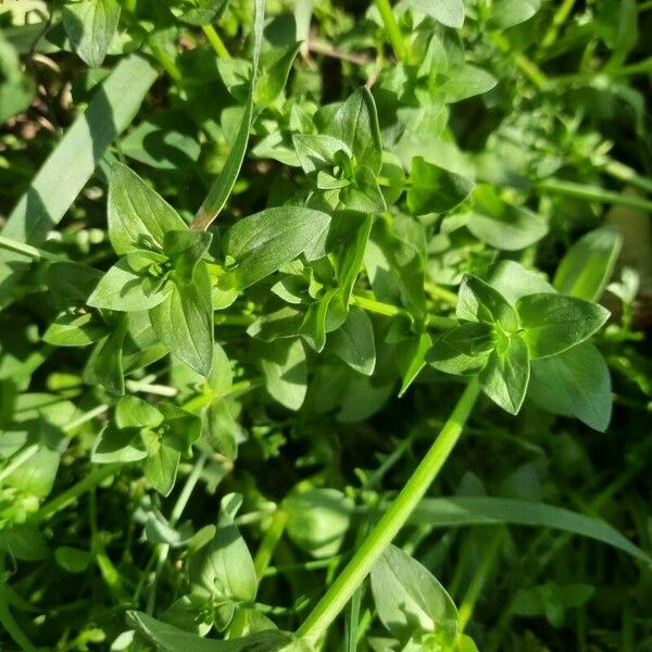 Lysimachia tenella Flor