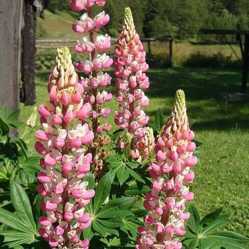 Lupinus polyphyllus Flower